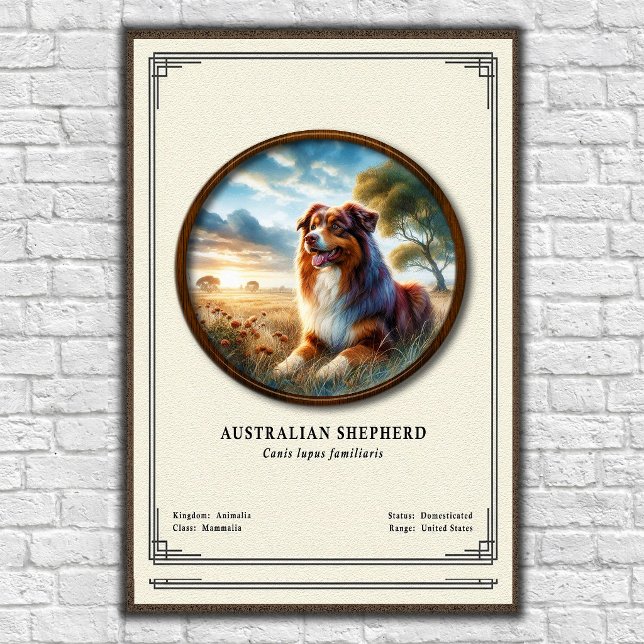 Affiche Série de zoologie du berger australien (Créateur téléchargé)