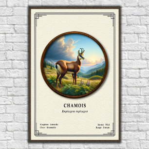 Affiche Série de zoologie du chamois