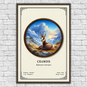 Affiche Série de zoologie du chamois