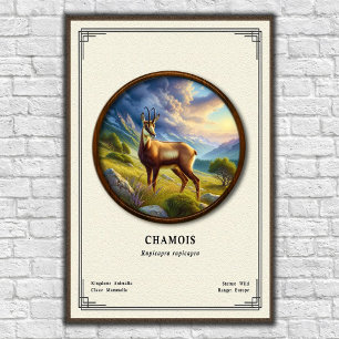 Affiche Série de zoologie du chamois