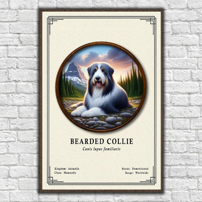 Affiche Série de zoologie du Colley barbu (Créateur téléchargé)