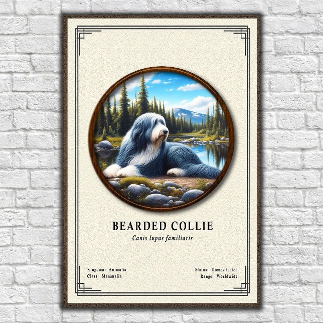 Affiche Série de zoologie du Colley barbu (Créateur téléchargé)