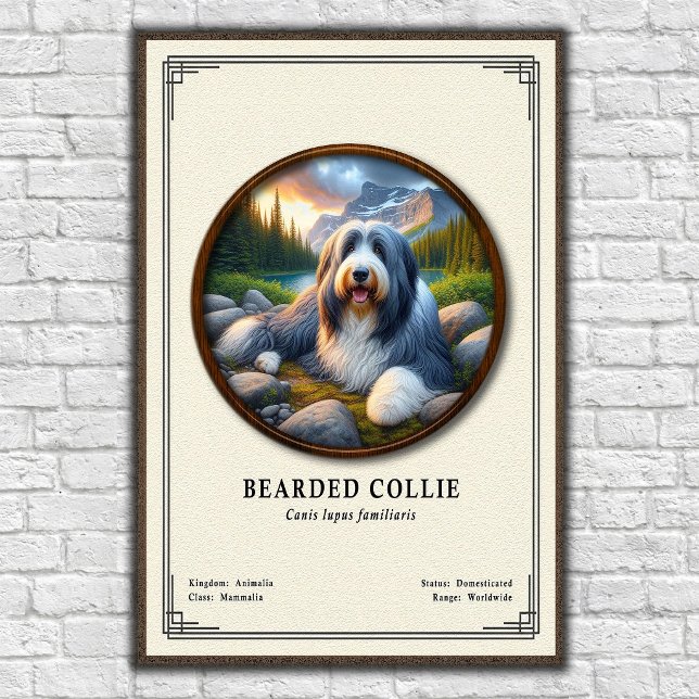 Affiche Série de zoologie du Colley barbu (Créateur téléchargé)