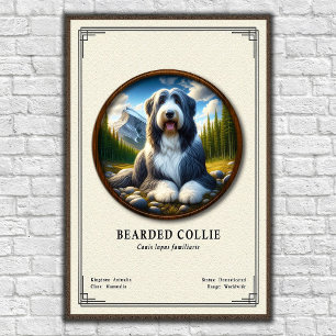 Affiche Série de zoologie du Colley barbu