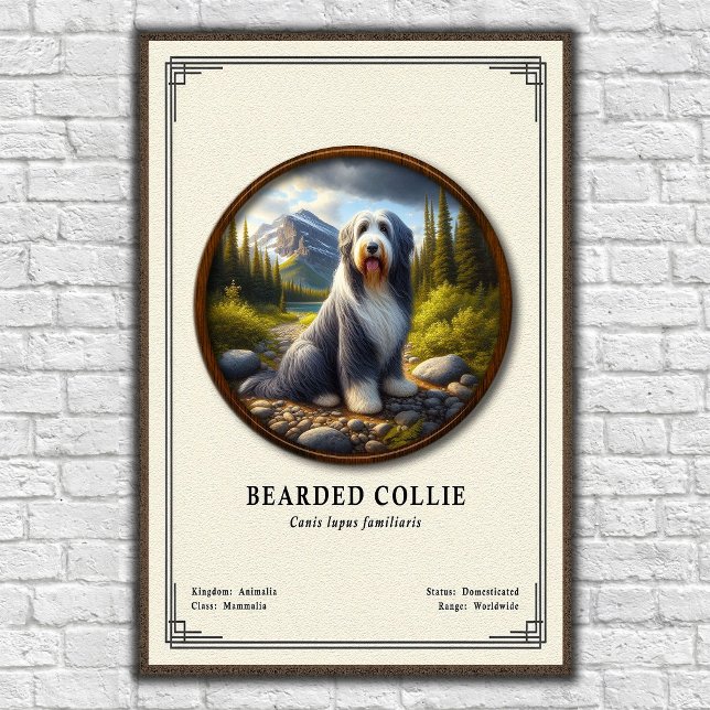 Affiche Série de zoologie du Colley barbu (Créateur téléchargé)