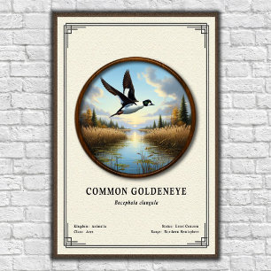 Affiche Série de zoologie du garrot commun