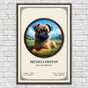 Affiche Série de zoologie du Griffon de Bruxelles
