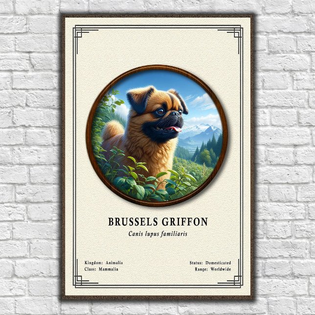 Affiche Série de zoologie du Griffon de Bruxelles (Créateur téléchargé)