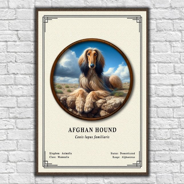 Affiche Série de zoologie du lévrier afghan (Créateur téléchargé)