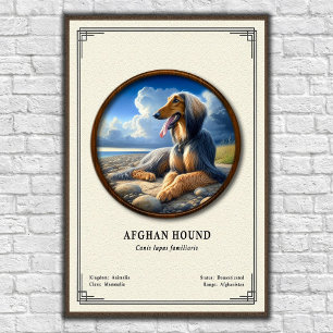 Affiche Série de zoologie du lévrier afghan