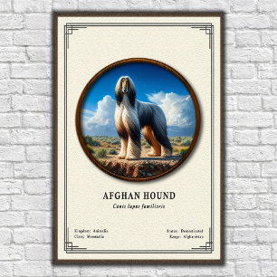Affiche Série de zoologie du lévrier afghan