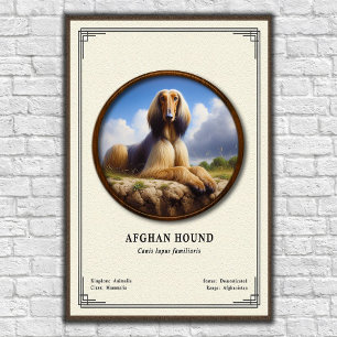 Affiche Série de zoologie du lévrier afghan