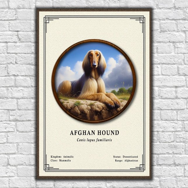 Affiche Série de zoologie du lévrier afghan (Créateur téléchargé)