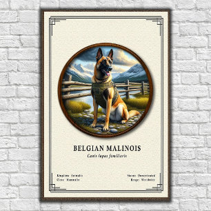 Affiche Série de zoologie du Malinois belge