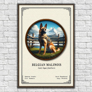 Affiche Série de zoologie du Malinois belge