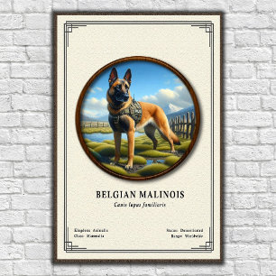 Affiche Série de zoologie du Malinois belge