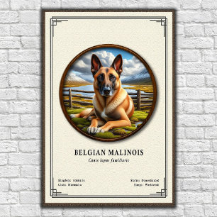 Affiche Série de zoologie du Malinois belge