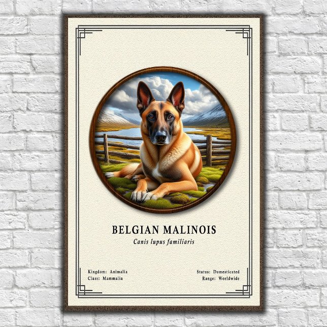 Affiche Série de zoologie du Malinois belge (Créateur téléchargé)
