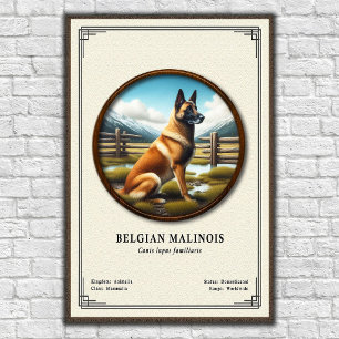 Affiche Série de zoologie du Malinois belge