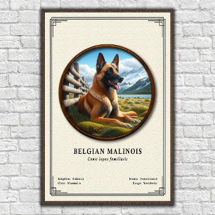 Affiche Série de zoologie du Malinois belge