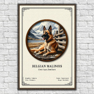 Affiche Série de zoologie du Malinois belge