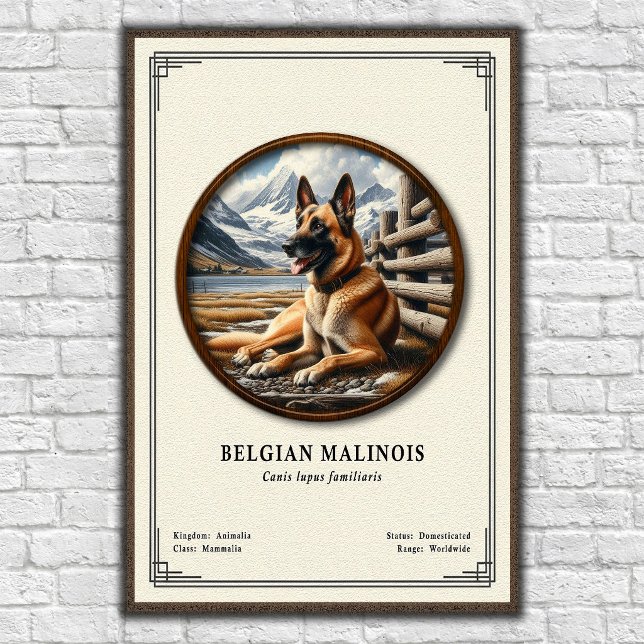 Affiche Série de zoologie du Malinois belge (Créateur téléchargé)