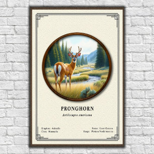 Affiche Série de zoologie sur l'Antilope d'Amérique (Prong
