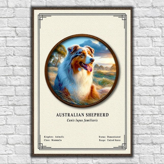 Affiche Série de zoologie sur le berger australien (Créateur téléchargé)