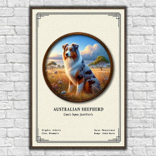 Affiche Série de zoologie sur le berger australien