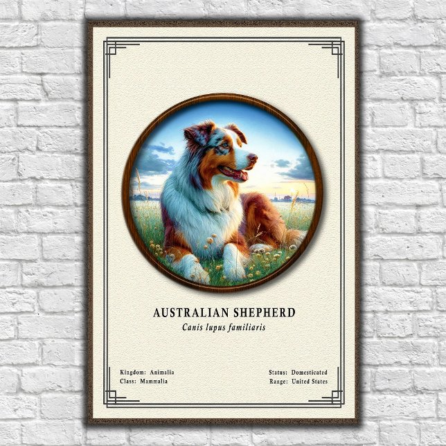 Affiche Série de zoologie sur le berger australien (Créateur téléchargé)