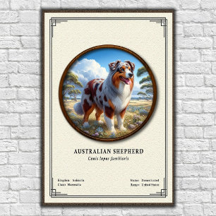 Affiche Série de zoologie sur le berger australien