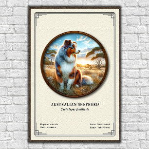 Affiche Série de zoologie sur le berger australien