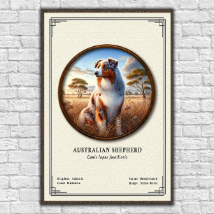 Affiche Série de zoologie sur le berger australien