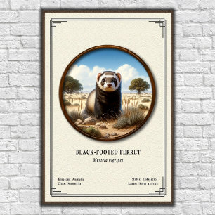 Affiche Série de zoologie sur le furet à pattes noires