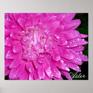 Affiche Série florale : Asteraceae