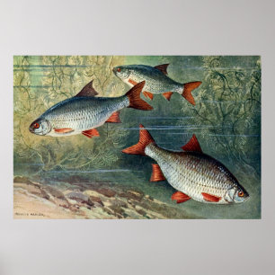 Affiche Série Mondiale Sous-Marine Quatrième De Quatre