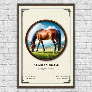 Affiche Séries de zoologie du cheval arabe