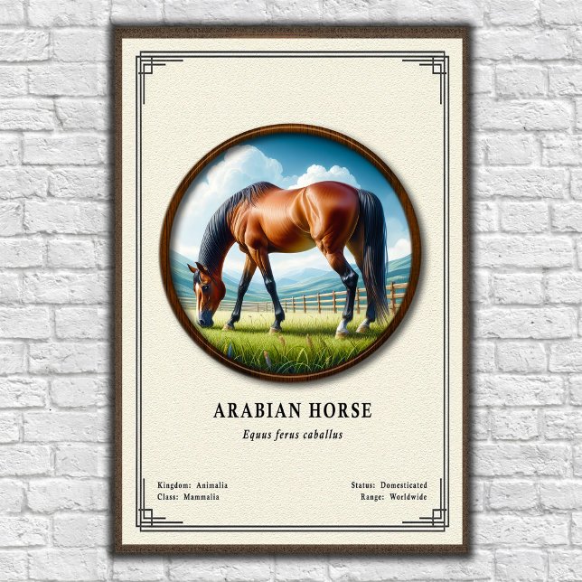 Affiche Séries de zoologie du cheval arabe (Créateur téléchargé)