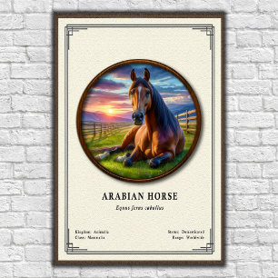 Affiche Séries de zoologie du cheval arabe
