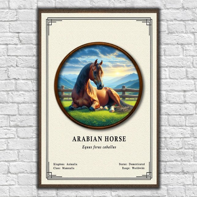 Affiche Séries de zoologie du cheval arabe (Créateur téléchargé)