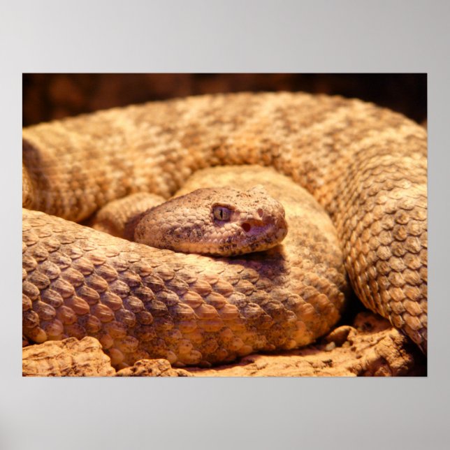 Affiche Serpent à sonnette tacheté effrayant (Devant)