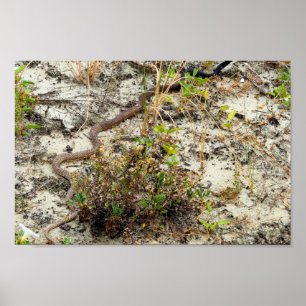 Affiche Serpent de Coachwhip