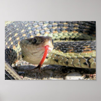 Affiche Serpent de jardin