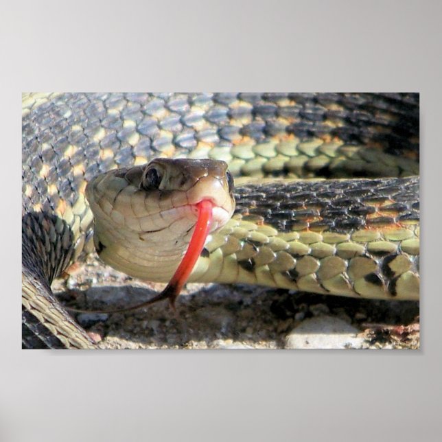 Affiche Serpent de jardin (Devant)