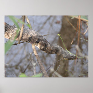 Affiche Serpent d'eau