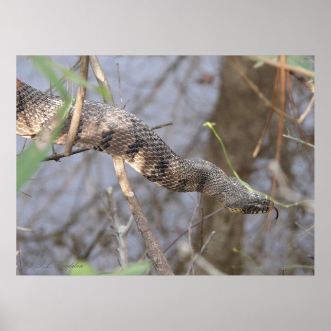 Affiche Serpent d'eau (Devant)