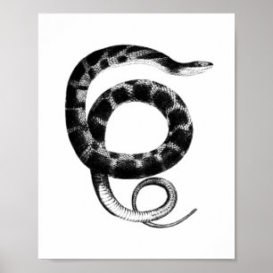 Affiche Serpent d'eau à ventre clair noir
