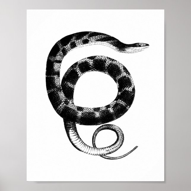Affiche Serpent d'eau à ventre clair noir (Devant)