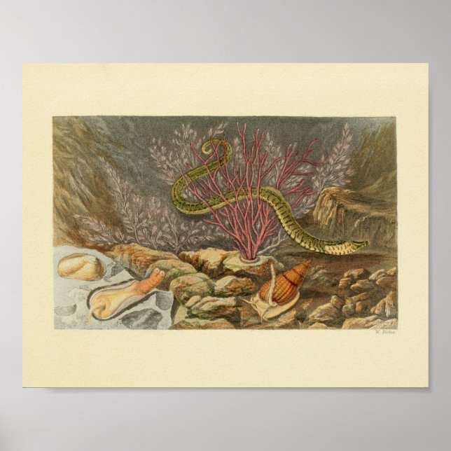 Affiche Serpent marin Corail Ocean Life Imprimer (Devant)