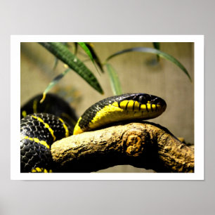 Affiche Serpent noir et jaune